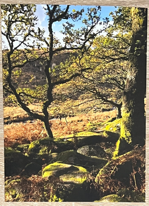 Photo Art Print-Dartmoor National Park