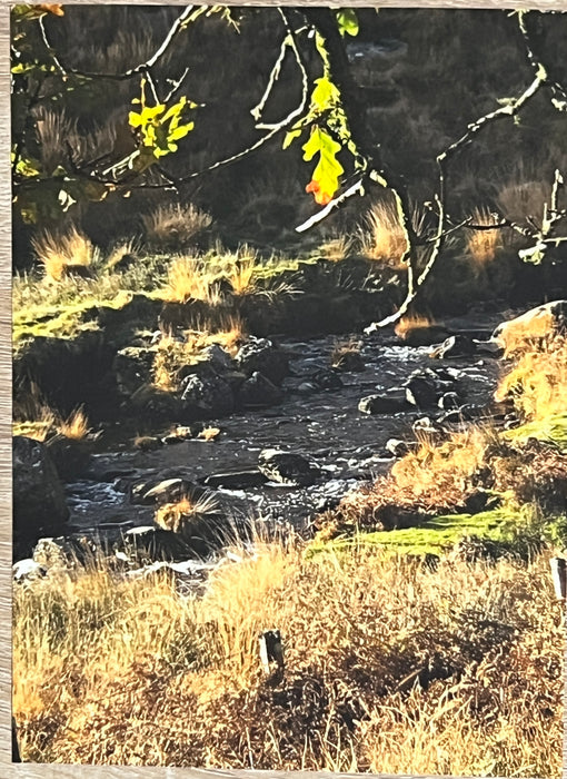 Photo Art Print-River Dart