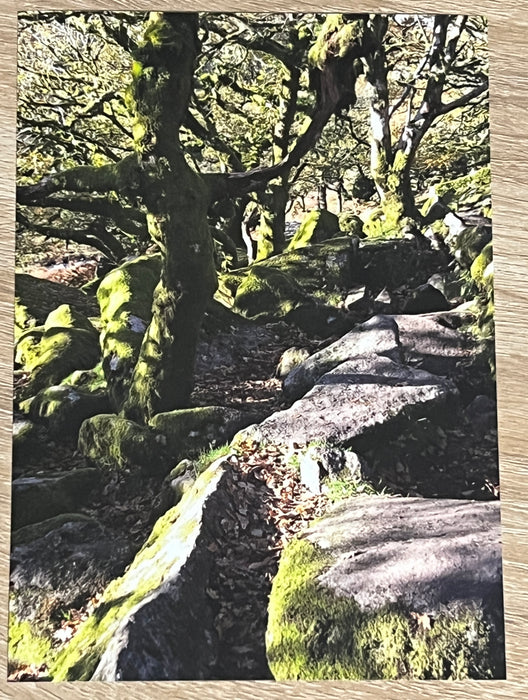 Photo Art Print-Mossy Tree